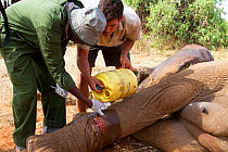 Dr Rono Bernard, Kenya Wildlife Service vet, taking care of a bullet wound of African elephant (Loxodonta africana) from the River family herd. Samburu National Reserve, Kenya. Model Released. Taken w...