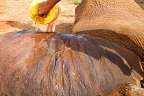 Dr Rono Bernard, Kenya Wildlife Service vet, taking care of a bullet wound of African elephant (Loxodonta africana) from the River family herd. Samburu National Reserve, Kenya. Model Released. Taken w...