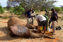Dr Rono Bernard, Kenya Wildlife Service vet, and Save the Elephants team, taking care of a bullet wound of African elephant (Loxodonta africana) from the River family herd. Samburu National Reserve, K...