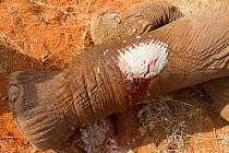 Dressing applied to bullet wound on leg of African elephant (Loxodonta africana) applied by Dr Rono Bernard, Kenya Wildlife Service vet. Samburu National Reserve, Kenya. Taken with cooperation of Keny...