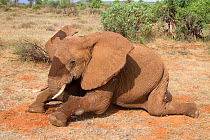 African elephant (Loxodonta africana) from the River family herd waking up from the anaesthetic, after treatment for a bullet wound. Samburu National Reserve, Kenya. Taken with cooperation of Kenya Wi...