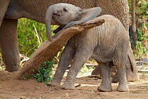 Baby elephant (Loxodonta africana) playing with log in Samburu National Reserve, Kenya.