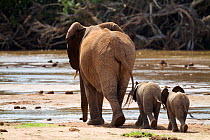 African elephant (Loxodonta africana) leading babies across the Ewaso Nyiro River. Samburu National Reserve, Kenya.