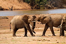 Young African elephant bulls (Loxodonta africana) play fighting, Samburu National Reserve, Kenya.