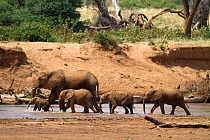 African elephant (Loxodonta africana) matriarch leading babies through the Ewaso Nyiro River, Samburu National Reserve, Kenya.