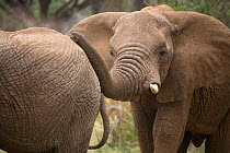 African elephant (Loxodonta africana) wanting to play, putting trunk on another, Samburu National Reserve, Kenya.