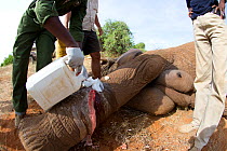 Dr Rono Bernard, Kenya Wildlife Service vet, and Save the Elephants team, taking care of a bullet wound of African elephant (Loxodonta africana) from the River family herd. Samburu National Reserve, K...