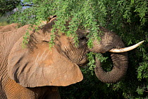 Save the Elephants collared African elephant (Loxodonta africana) Samburu National Reserve, Kenya.