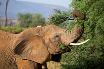 Save the Elephants collared African elephant (Loxodonta africana) feeding, Samburu National Reserve, Kenya.