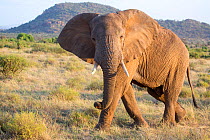 African elephant (Loxodonta africana) bull 'Frank, Samburu National Reserve, Kenya. Taken with cooperation of Kenya Wildlife Service and Save the Elephants