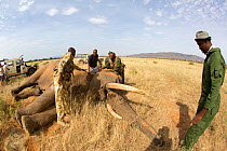 Dr. Rono Bernard inspecting the trunk of African elephant (Loxodonta africana) bull, 'Frank' while collaring. Samburu National Reserve, Kenya. Model released.Taken with cooperation of Kenya Wildlife S...