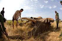 Save the Elephants team collaring African elephant (Loxodonta africana) 'Frank', Samburu National Reserve, Kenya. Model Released. Taken with cooperation of Kenya Wildlife Service and Save the Elephant...