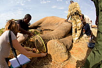 Rebecca Sargent and Chris measuring African elephant 'Frank' (Loxodonta africana) foot during collaring operation. Samburu National Reserve, Kenya. Model Released. Taken with cooperation of Kenya Wild...