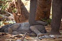 Mother African elephant (Loxodonta africana) resting trunk on baby. Samburu National Reserve. Kenya.