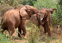 Young African elephant (Loxodonta africana) bulls, play fighting, Samburu National Reserve, Kenya.