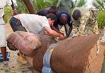 Tom Haines Henderson, David Daballan and Dr. Rono Bernard with Kenya Wildlife Service ranger. Collaring African elephant (Loxodonta africana) from the Samburu schools herd. Samburu National Reserve, K...
