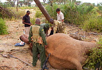 Save the elephants team collaring African elephant (Loxodonta africana) from the Samburu schools herd. Samburu National Reserve, Kenya. Model Released. Taken with cooperation of Kenya Wildlife Service...