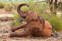 African elephant (Loxodonta africana) waking up after being tranquillized. Elephant from Samburu schools herd. Samburu National Reserve, Kenya. Taken with cooperation of Kenya Wildlife Service and Sav...