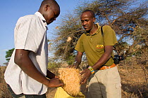 David Daballan looking at confiscated bird nests taken by poachers in Samburu National Reserve, Kenya. Model Released.