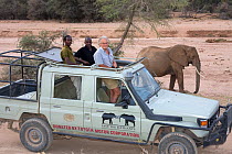 Iain-Douglas-Hamilton and team watching African elephant (Loxodonta africana) whilst out on research in Samburu National Park, Kenya. Model released