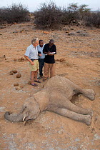 Iain Douglas-Hamilton and Save the Elephants team members performing an analysis on poached African elephant (Loxodonta africana), Kenya. Model released.