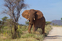 African elephant (Loxodonta africana) bull 'Frank' about to be tranquillized for collaring by Save the Elephants. Samburu National Reserve, Kenya.