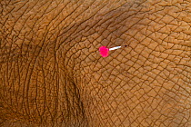 Tranquilizer dart in African elephant (Loxodonta africana) bull 'Frank' Samburu National Reserve, Kenya. Taken with cooperation of Kenya Wildlife Service and Save the Elephants