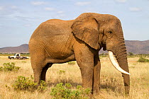 African elephant (Loxodonta africana) 'Frank' going down after just being tranquillized by Kenya Wildlife Service and Save the Elephants for radio collaring. Samburu National Reserve, Kenya. Taken wit...