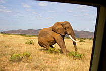 African elephant (Loxodonta africana) 'Frank' going down after just being tranquillized by Kenya Wildlife Service and Save the Elephants for radio collaring. Seen from within vehicle. Samburu National...