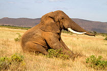 African elephant (Loxodonta africana) 'Frank' going down after just being tranquillized by Kenya Wildlife Service and Save the Elephants for radio collaring. Samburu National Reserve, Kenya. Taken wit...