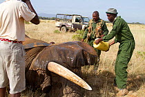 Dr. Rono Bernard pouring water on the newly collared African elephant (Loxodonta africana) 'Frank' Samburu National Reserve, Kenya. Model released. Taken with cooperation of Kenya Wildlife Service and...