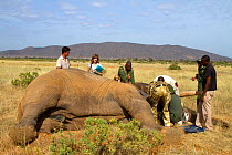 Scientists and rangers collaring African elephant (Loxodonta africana) bull, Samburu National Reserve, Kenya. Model Released. Taken with cooperation of Kenya Wildlife Service and Save the Elephants