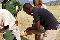 Man measuring tusks on newly collared African elephant (Loxodonta africana) bull, 'Frank'. Chris mearsuring the tusks on elephant, Frank. Samburu National Reserve, Kenya. Model released. Taken with co...