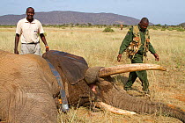 David Daballan with newly collared African elephant (Loxodonta africana) bull, Frank, waking up from the anaesthesia. Samburu National Reserve, Kenya. Taken with cooperation of Kenya Wildlife Service...