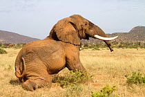 Newly collared African elephant (Loxodonta africana) bull, Frank, waking up from the anaesthesia. Samburu National Reserve, Kenya. Taken with cooperation of Kenya Wildlife Service and Save the Elephan...