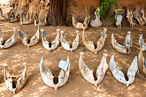 Elephant jaw bones collected for study by Save the Elephants (STE) researchers. Samburu National Reserve, Kenya.