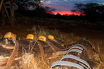 Elephant radio collars on the ground at sunrise, Samburu National Reserve, Kenya.