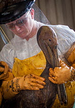 Woman cleaning oiled brown pelican (Pelecanus occidentalis) after BP Oil spill in Gulf of Mexico, Louisiana, USA. June 2010.