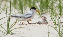 Least tern (Sternula antillarum) parent getting ready to feed Chick with fish, Louisiana, USA. June.
