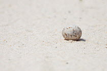 Least tern (Sternula antillarum) egg on beach, Mississippi, USA. Gulf of Mexico, June.