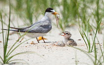 Least tern (Sternula antillarum) parent about to feed chick fish, Louisiana, USA. June 2010.