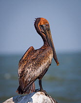 Brown pelican  (Pelecanus occidentalis) coated in oil from the BP oil spill,  Louisiana, USA. Gulf of Mexico. June 2010.