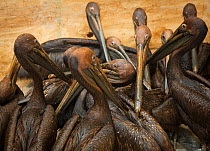 Brown pelicans (Pelecanus occidentalis) covered in oil after BP oil spill, at rehabilitation centre waiting to be cleaned. Louisiana, USA. June 2010.