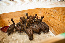 Brown pelicans (Pelecanus occidentalis) covered in oil after BP oil spill, at rehabilitation centre waiting to be cleaned. Louisiana, USA. June 2010.