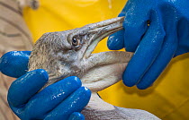 Brown Pelican (Pelecanus occidentalis+ having check up at rehabilitation centre after the BP Gulf oil spill. Louisiana, USA, June 2010.