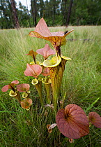 Yellow pitcher plant (Sarracenia flava), Green Swamp, North Carolina. USA. June.