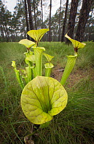 Yellow pitcher plant (Sarracenia flava) Green Swamp, North Carolina, USA, June.