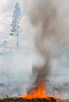 Controlled fire, Longleaf pine forest (Pinus palustris) North Carolina, USA. September 2014.