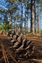 Longleaf pine cone (Pinus palustris) in forest, northern Florida, USA. March.