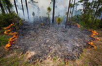 Controlled fire surrounding Longleaf pine tree (Pinus palustris) on Eglin Air Force Base, Florida, USA. May 2014.